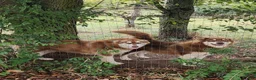 Alaskan Malamute dogs for sale: Alaskan Malamute Puppy 5 - Ad 9
