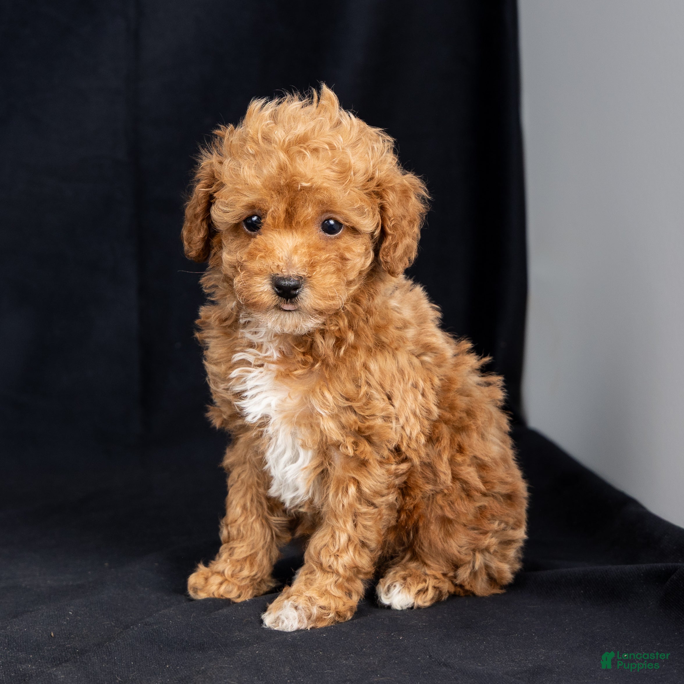 Toy Poodle dogs Esther - Ad 2