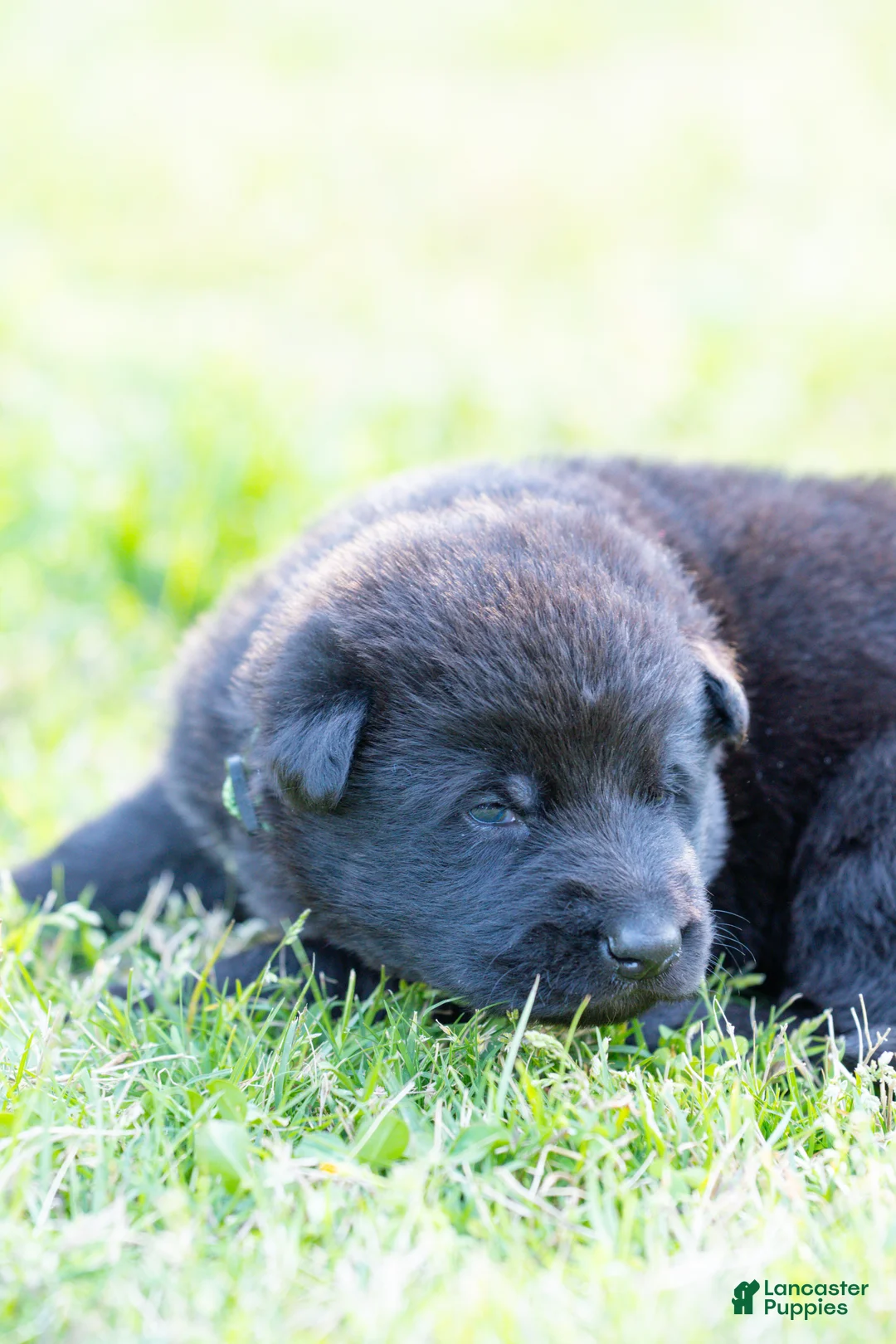 German Shepherd dogs for sale: German Shepherd Puppy 1 - Ad 1