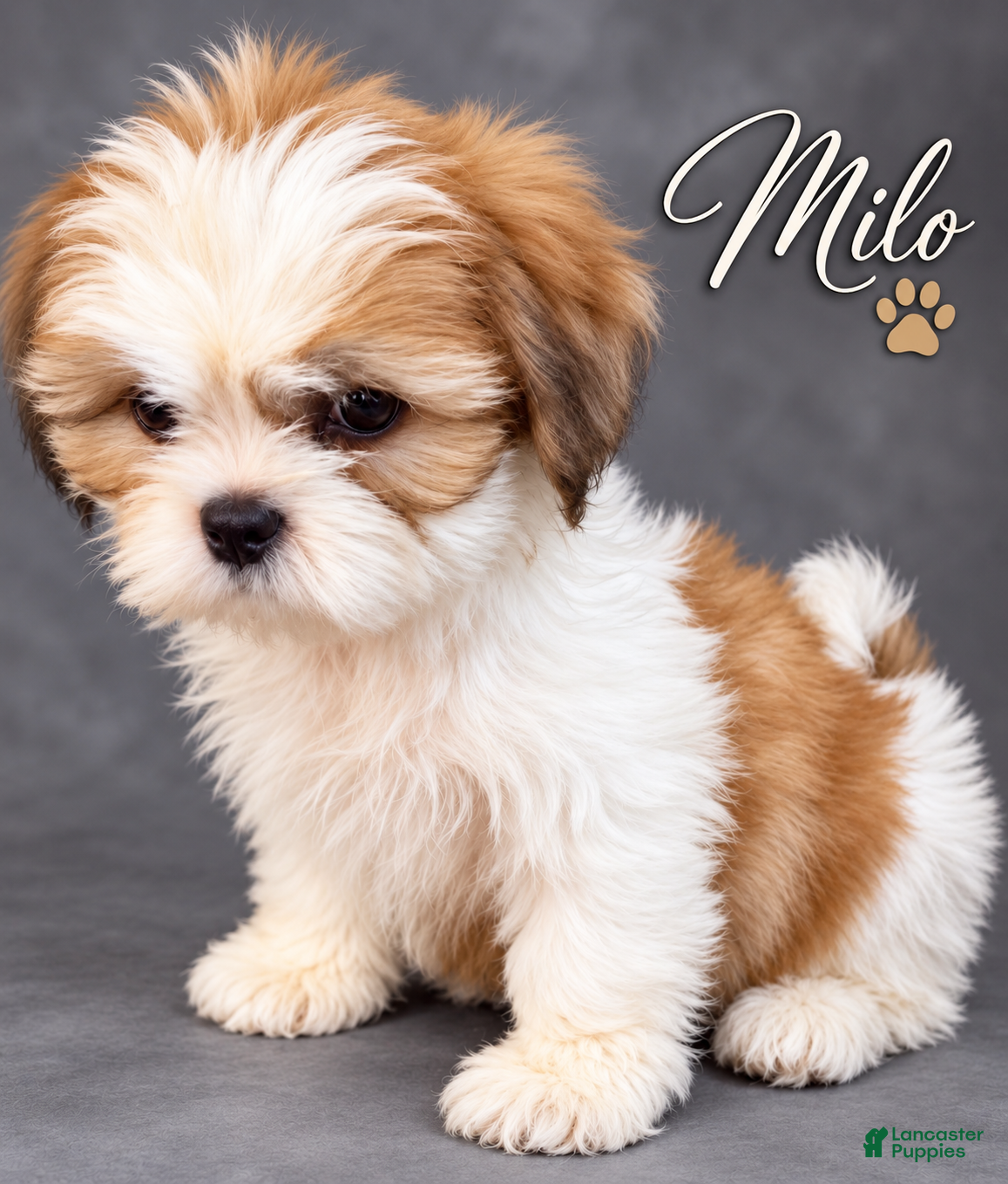 Shih Tzu dogs Milo - Ad 10