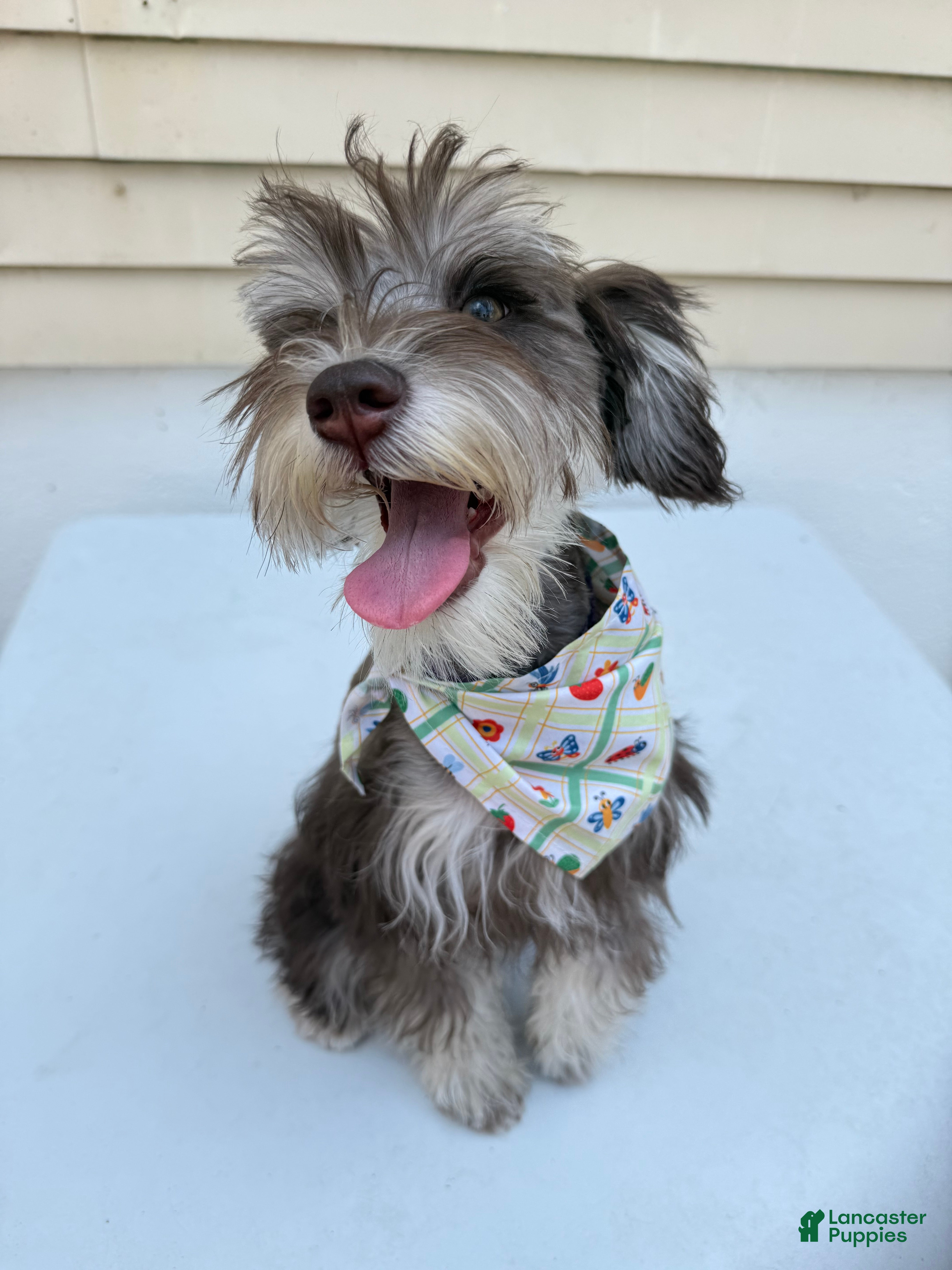 Miniature Schnauzer dogs Miniature Schnauzer Puppy 1 - Ad 1