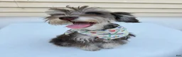 Miniature Schnauzer dogs for sale: Miniature Schnauzer Puppy 1 - Ad 1