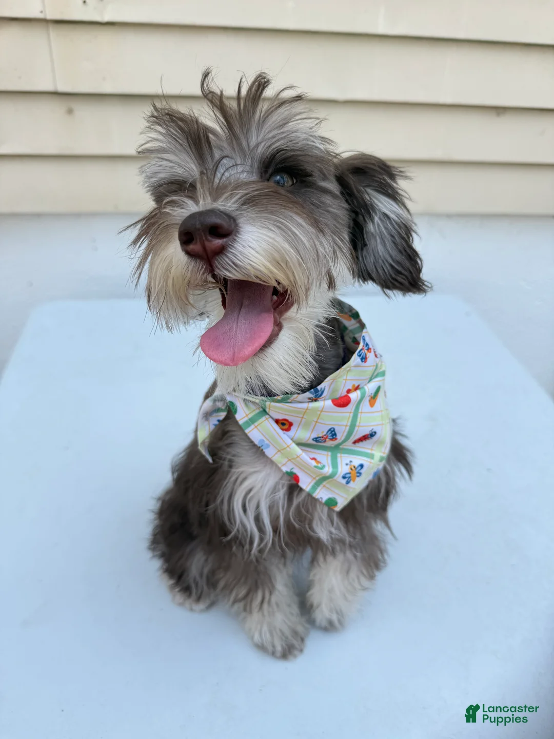 Miniature Schnauzer dogs for sale: Miniature Schnauzer Puppy 1 - Ad 1