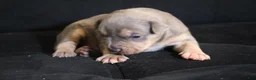 American Bully dogs for sale: Memphishttps://www.youtube.com/watch?v=G_Df_ymd1wQ&t=53s - Ad 7