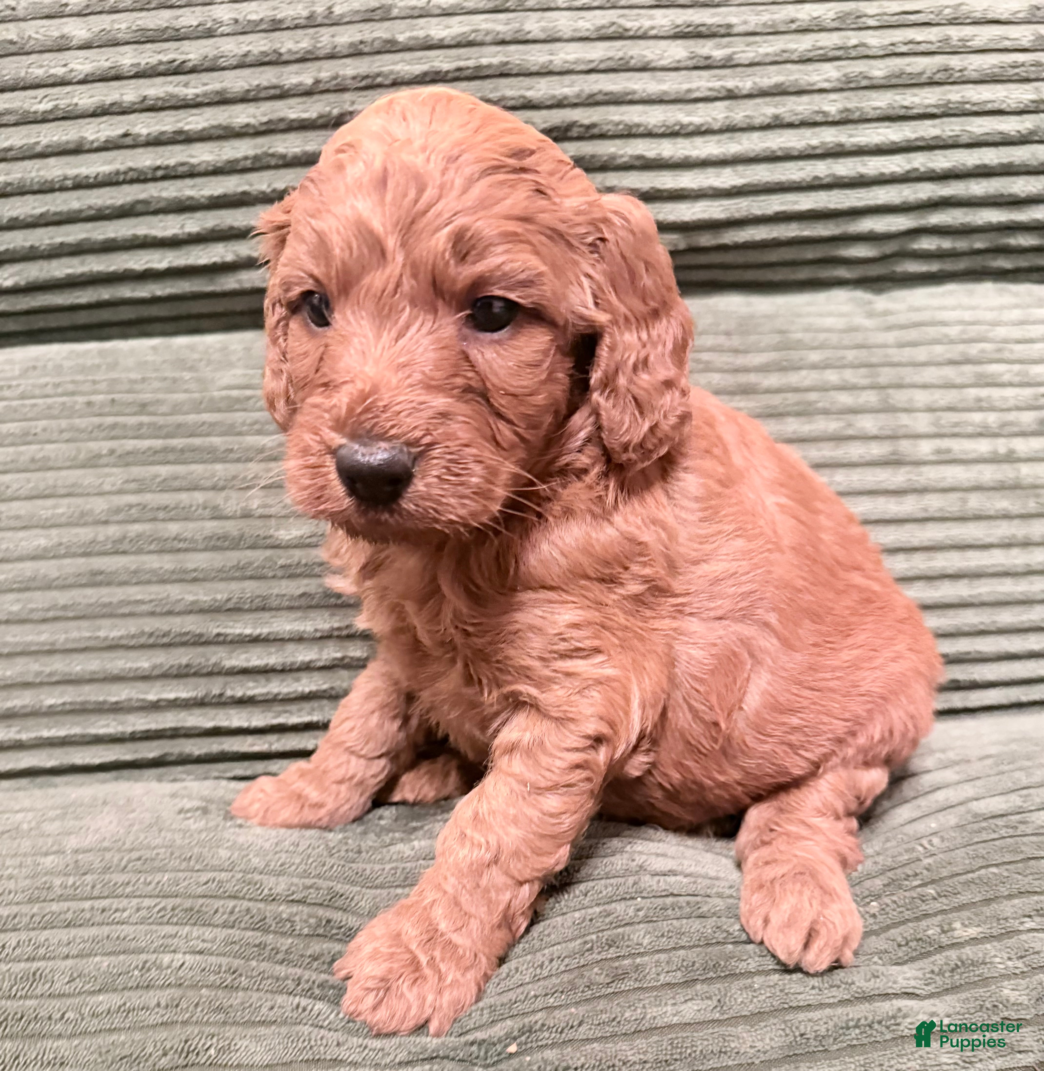 Irish Doodle dogs Irish Doodle Puppy 6 - Ad 5