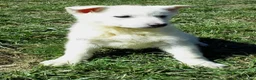 German Shepherd dogs for sale: Sugar - Ad 2