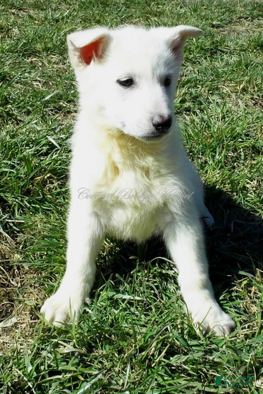 German Shepherd dogs for sale: Sugar - Ad 2