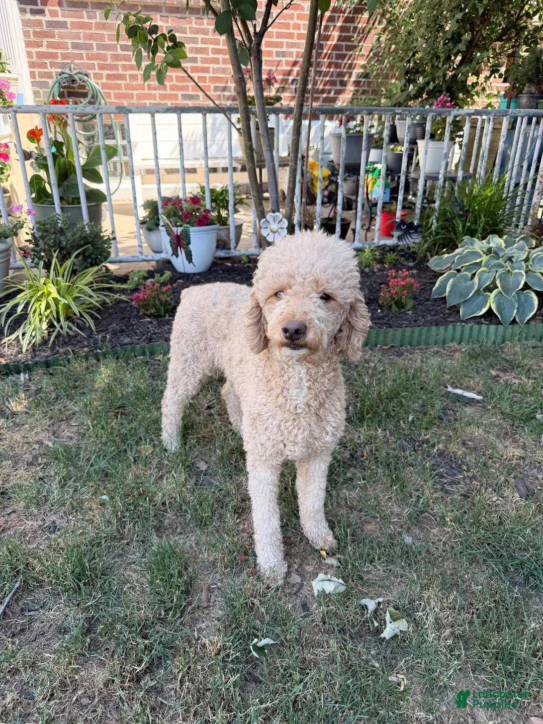 Mixed Breed dogs for sale: Cobweb - Ad 5