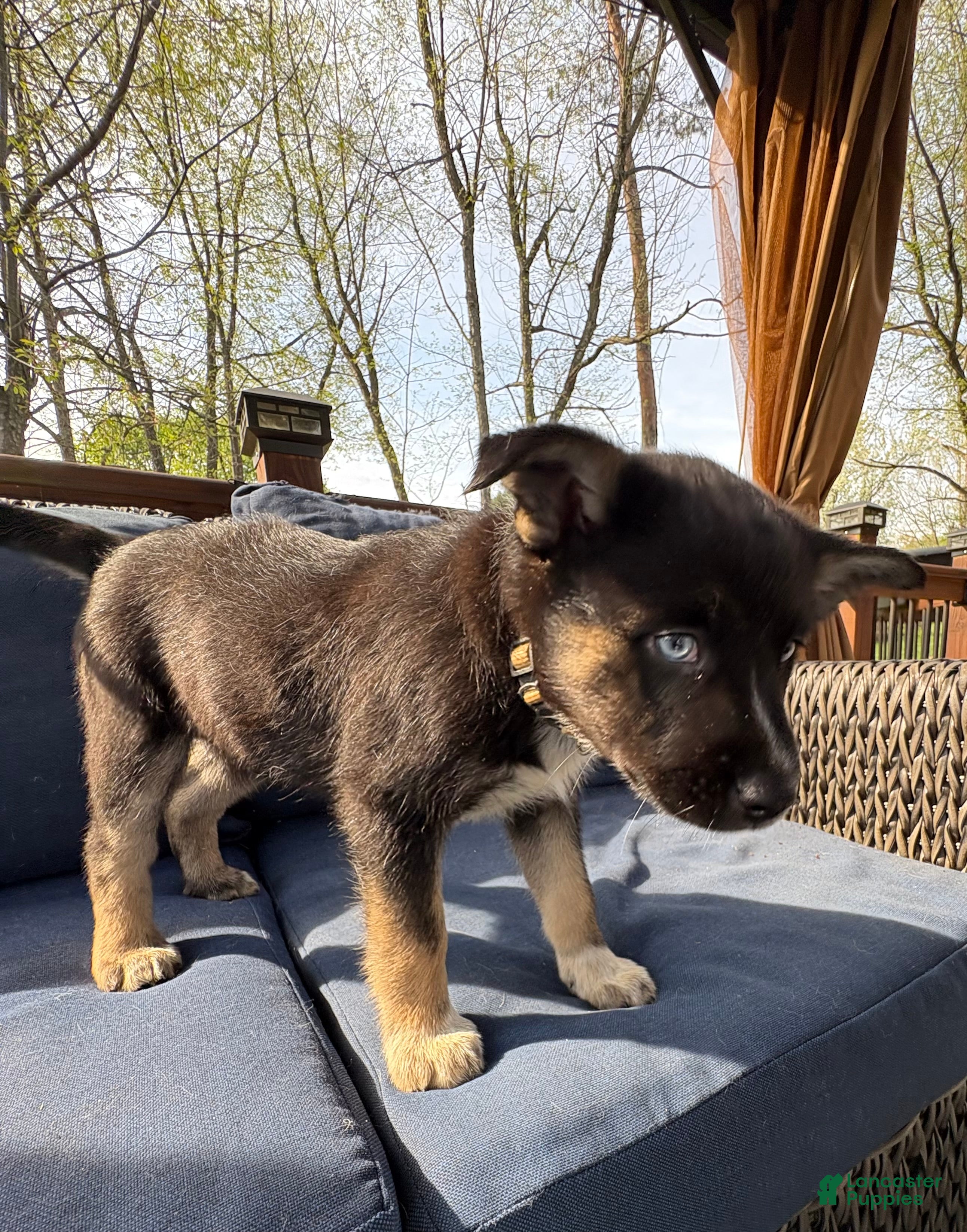 Mixed Breed dogs Nova - Ad 1