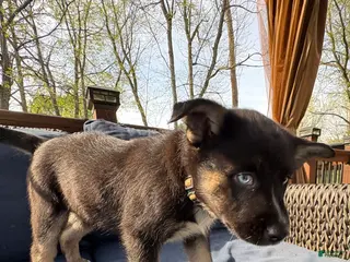 Mixed Breed dogs for sale: Nova - Ad 2