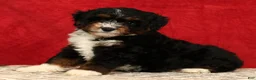 Mini Aussiedoodle dogs for sale: Sandy - Ad 8