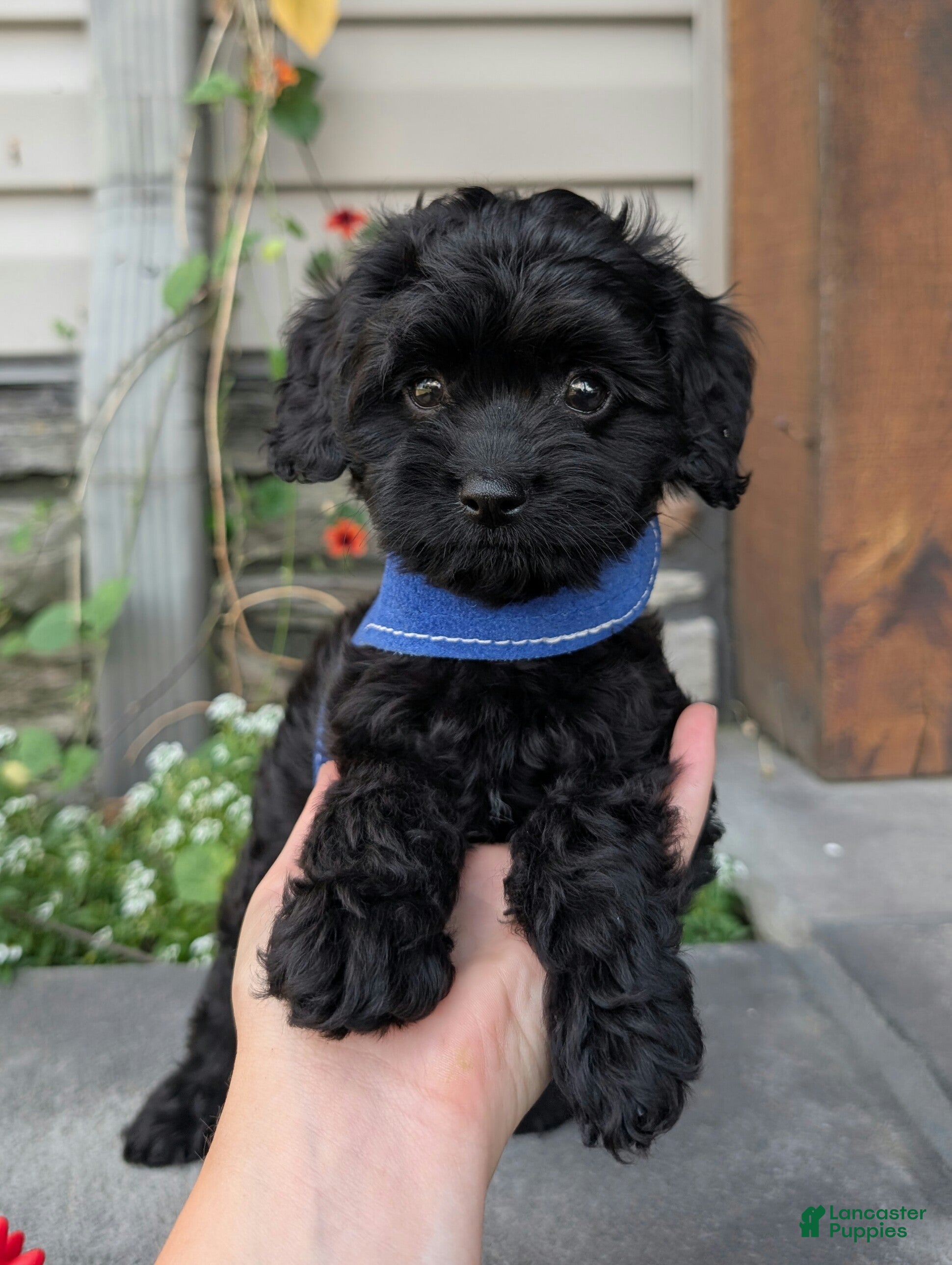 Cavapoo dogs Marley  - Ad 1