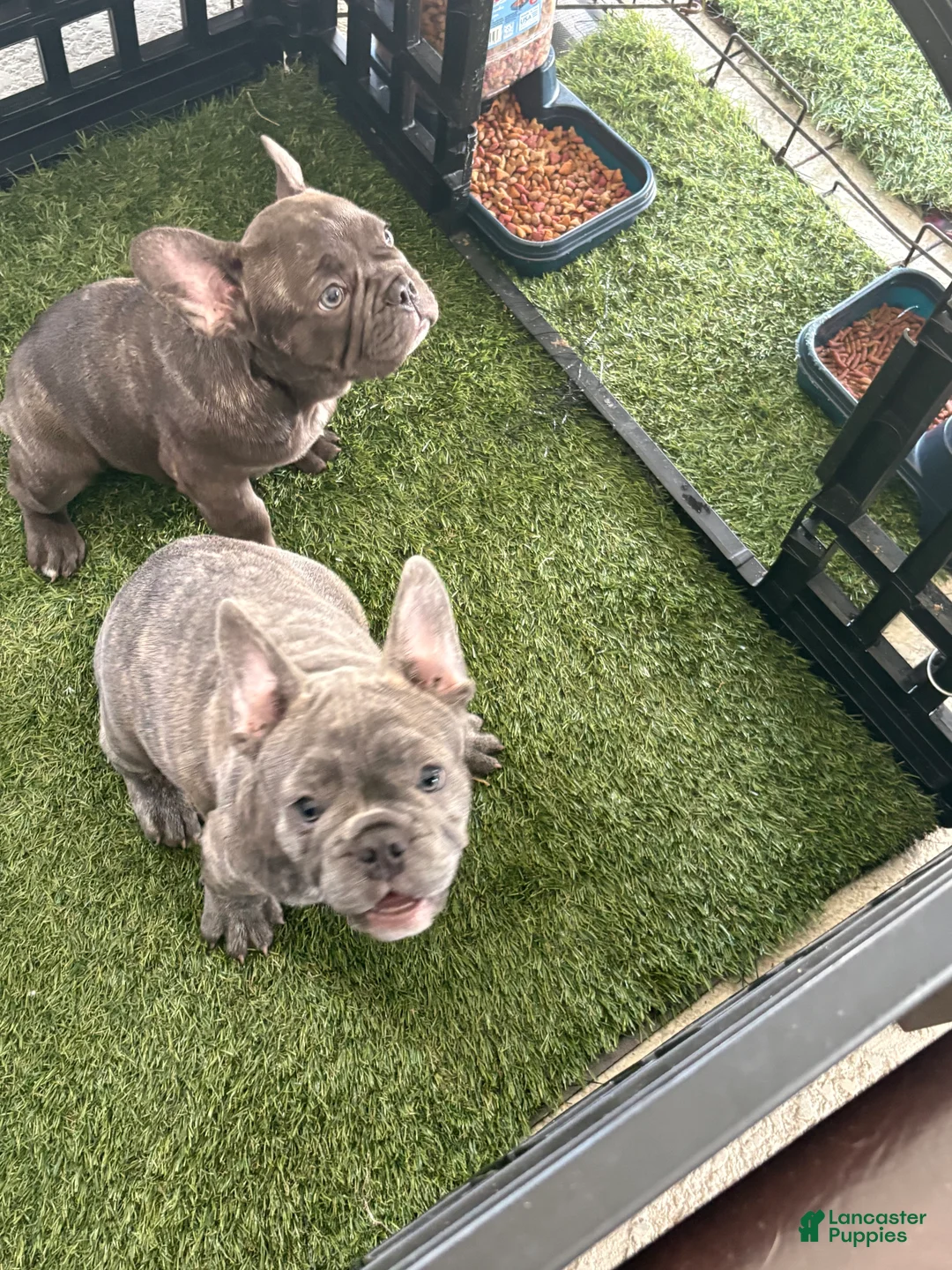 French Bulldog dogs for sale: Nico - Ad 2