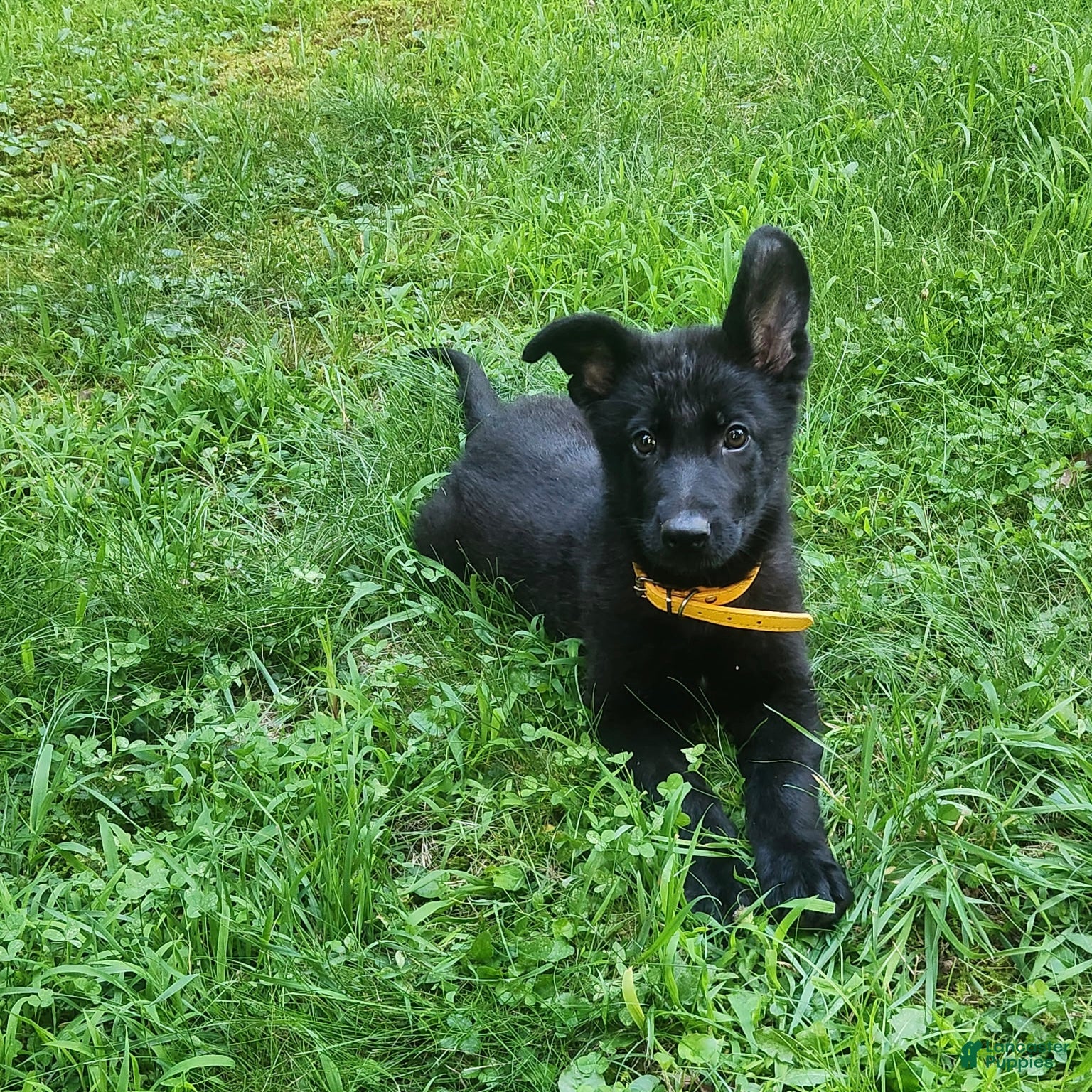 German Shepherd dogs UÑA - Ad 2