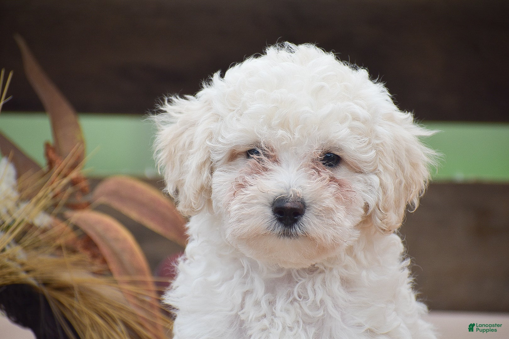 Toy Poodle dogs Caesar - Ad 2