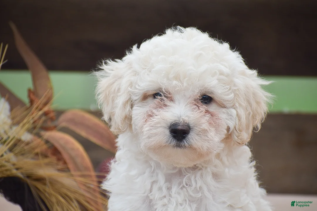 Toy Poodle dogs for sale: Caesar - Ad 2