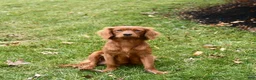 Miniature Golden Retriever dogs for sale: Murphy - Ad 4