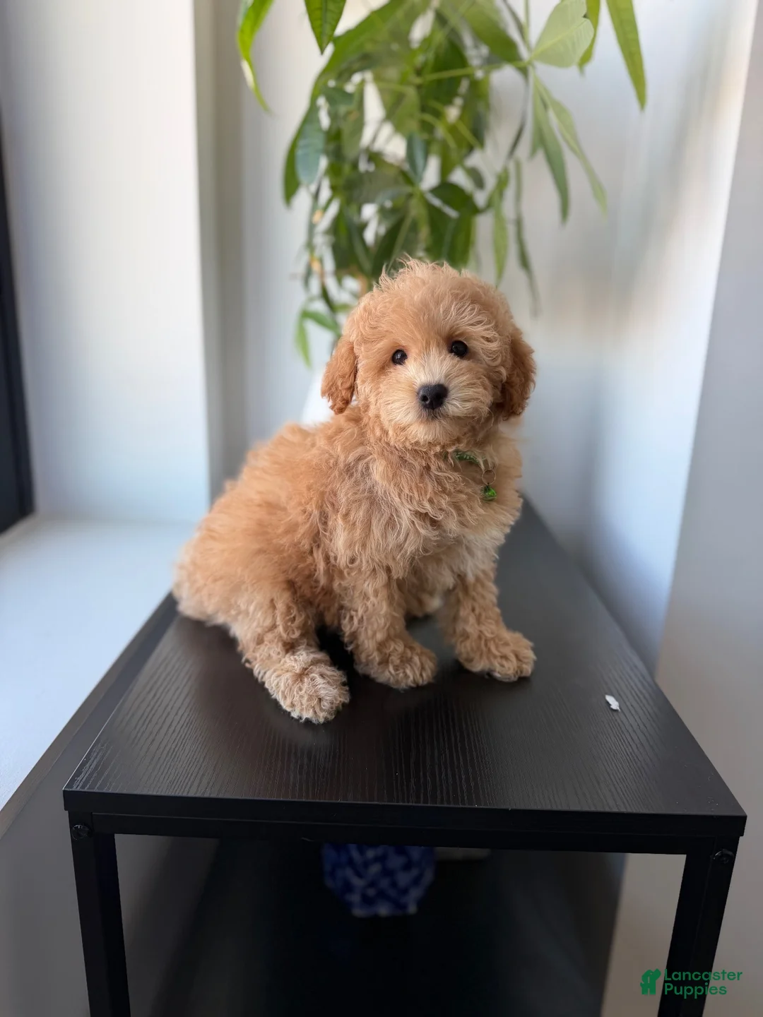 Mixed Breed dogs for sale: Sammy - Ad 3