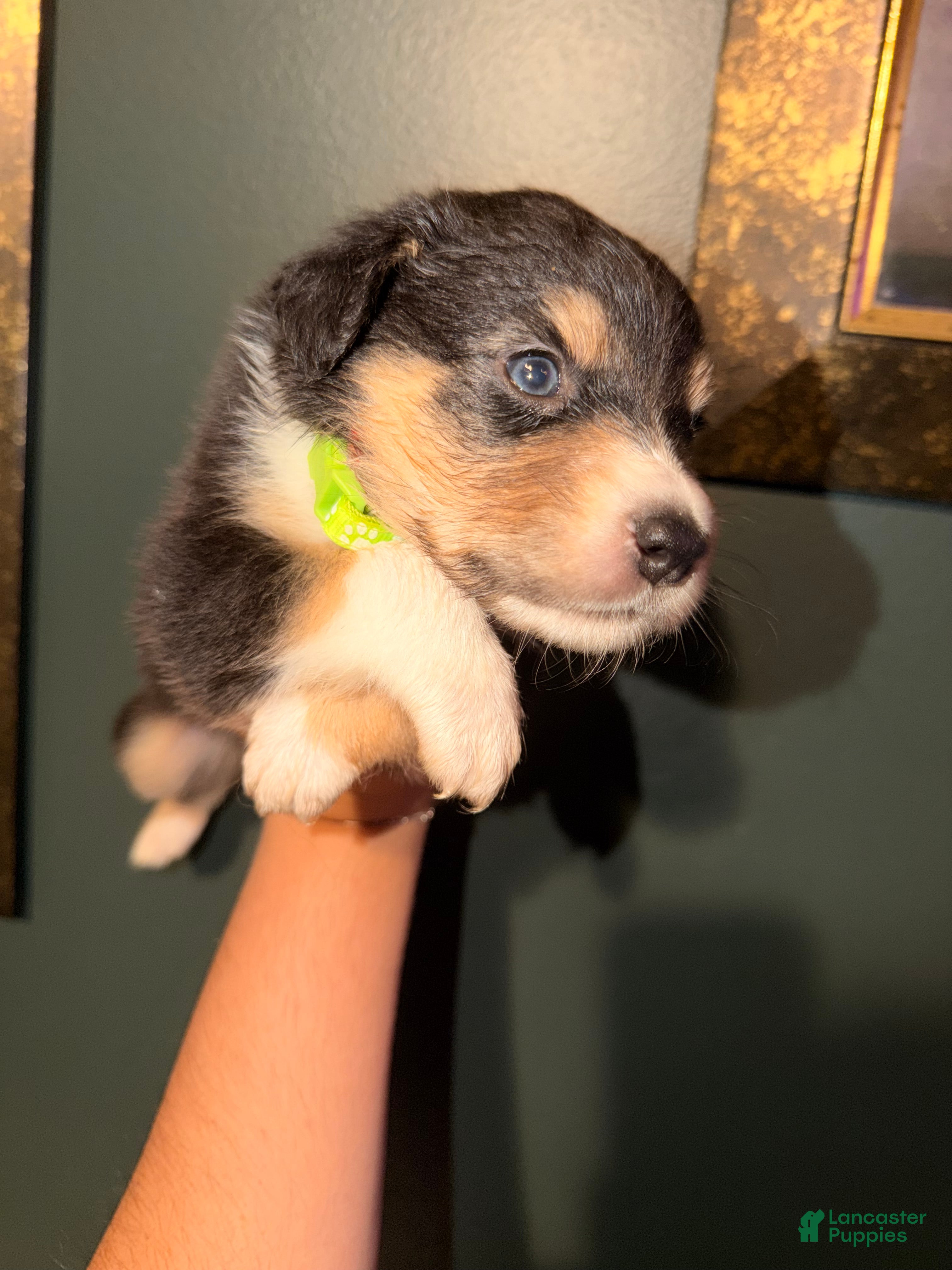 Australian Shepherd dogs for sale: Green - Ad 2