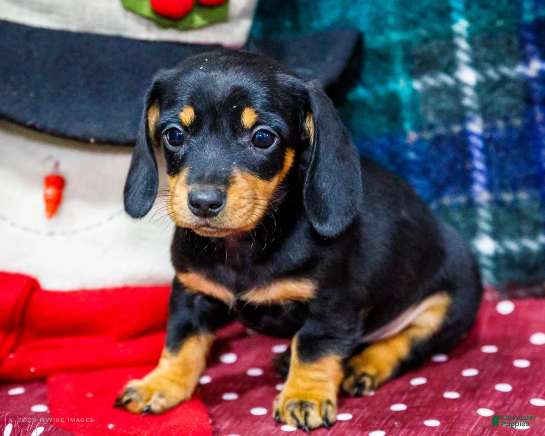 Miniature Dachshund dogs for sale: Abby - Ad 1