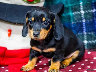 Miniature Dachshund dogs Abby - Ad 42