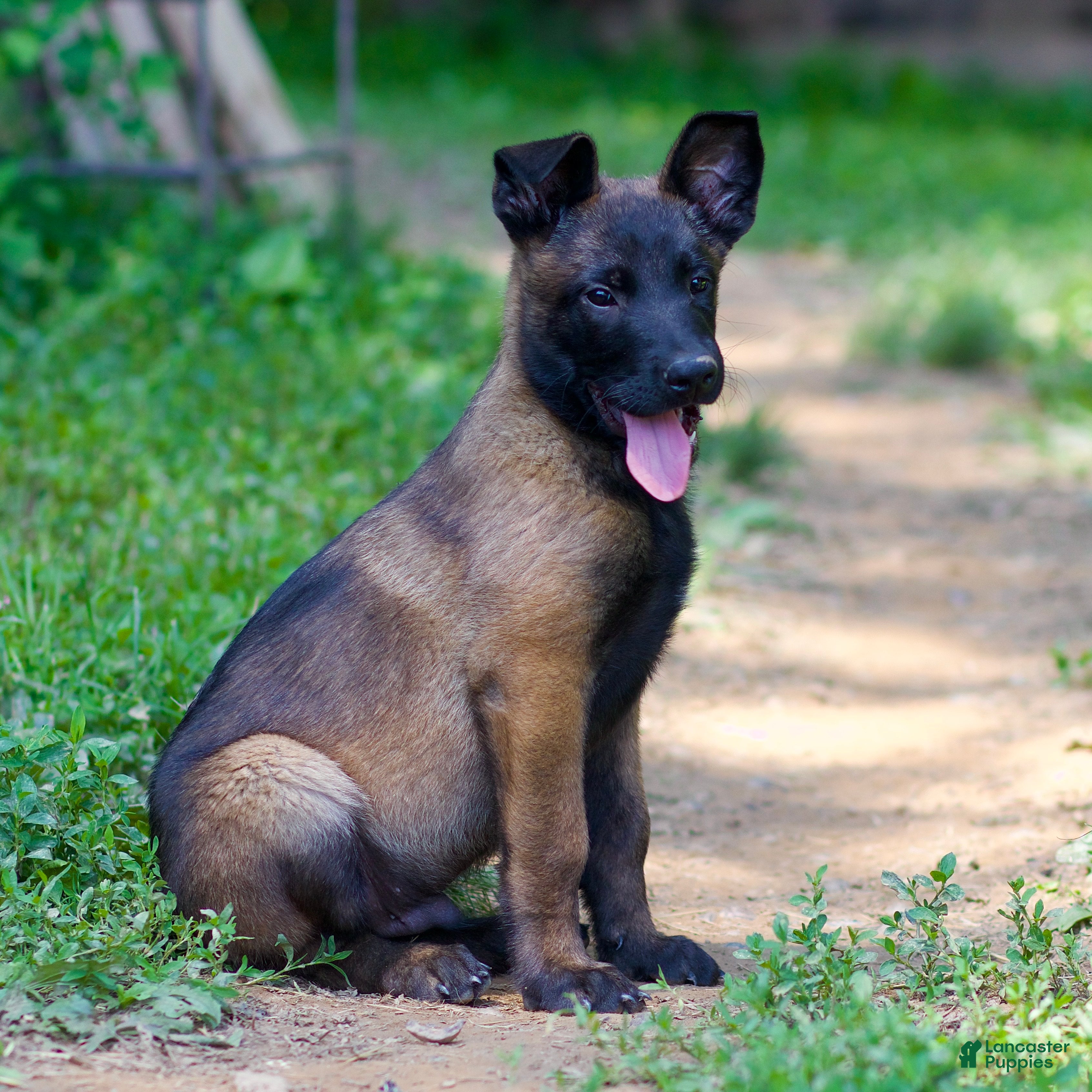 Belgian Malinois dogs Sarge - Ad 1