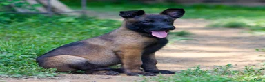 Sarge