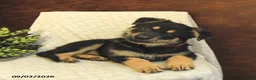 German Shepherd dogs for sale: Maddy - Ad 4