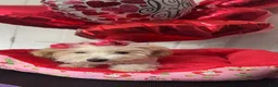 Bichpoo dogs for sale: Bichpoo Puppy 1 - Ad 2