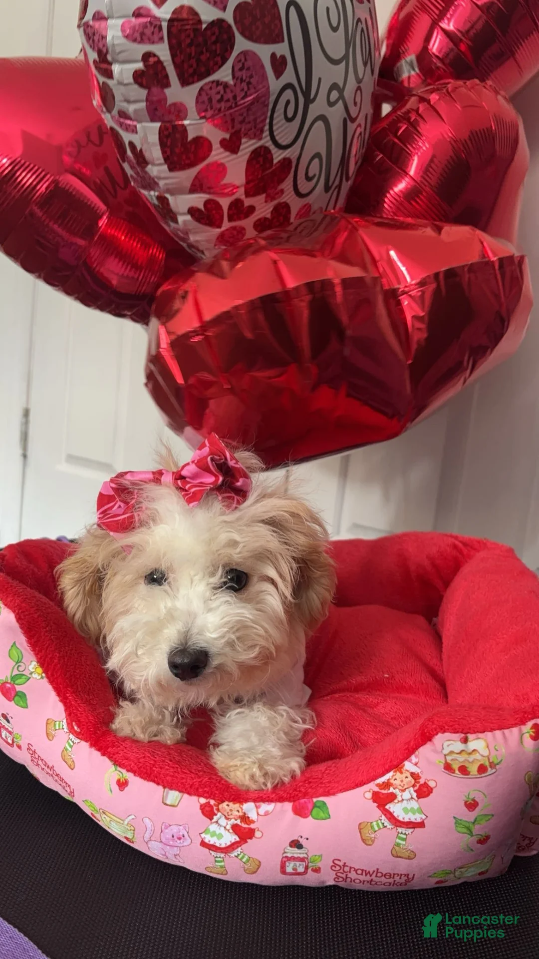 Bichpoo dogs for sale: Bichpoo Puppy 1 - Ad 2