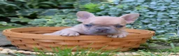 French Bulldog dogs for sale: Pumpkin - Ad 9