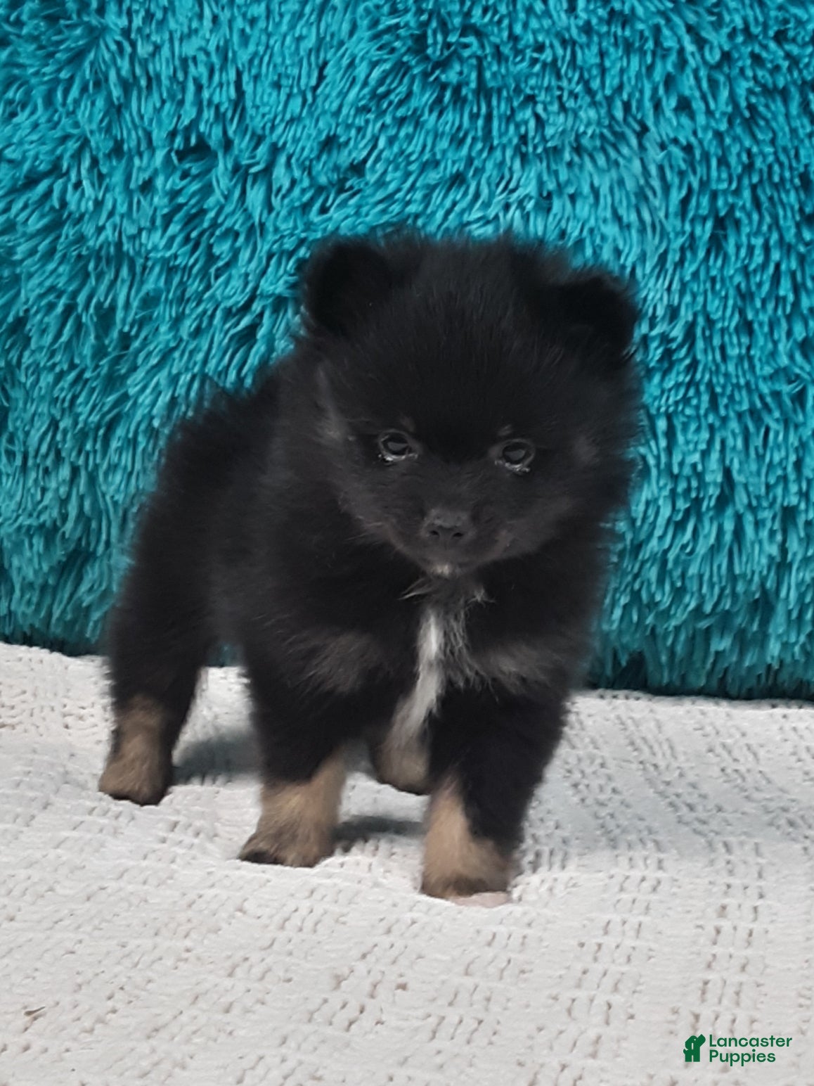 Pomeranian dogs Cocoa  - Ad 2