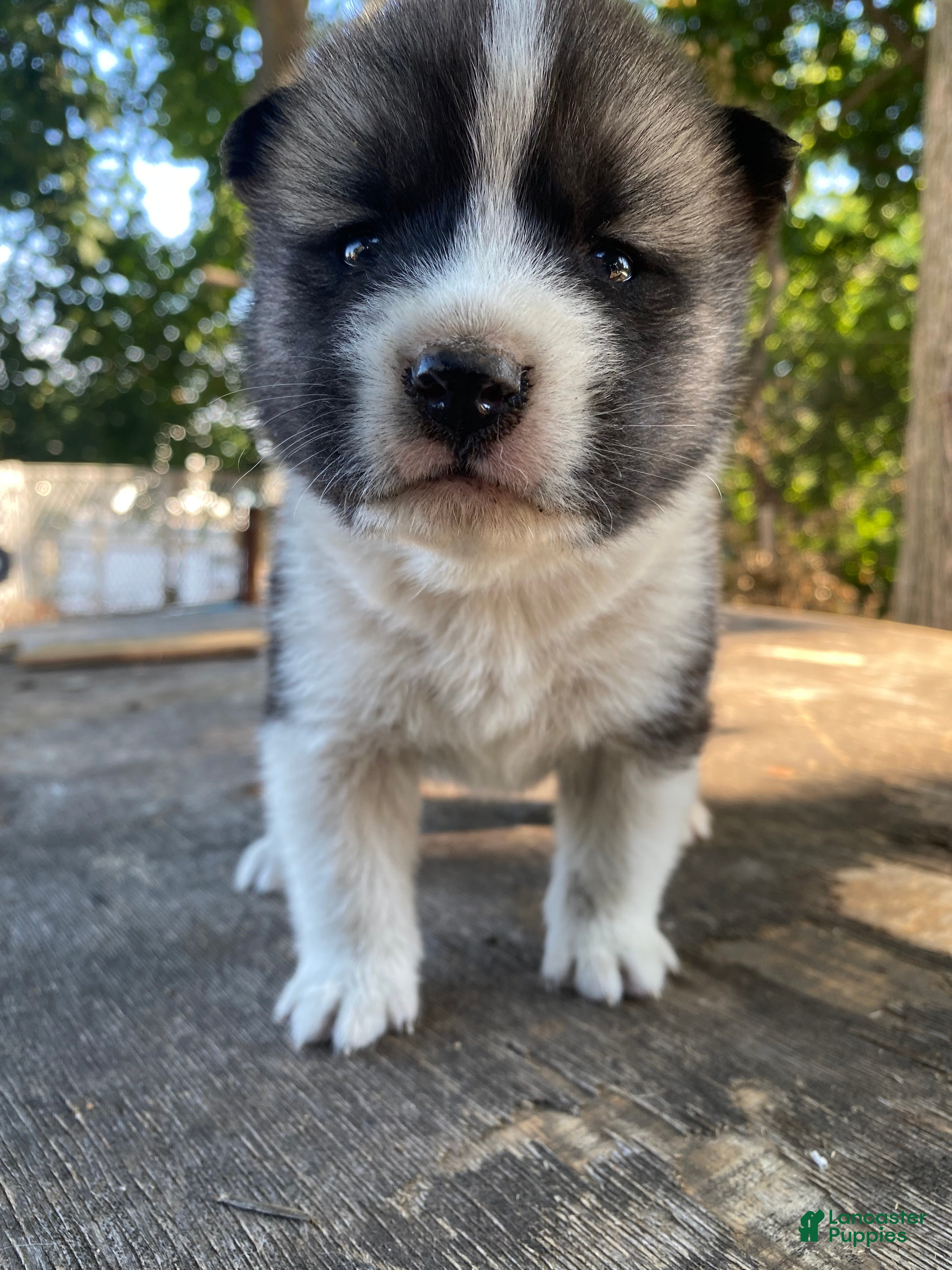 Mixed Breed dogs Tobin - Ad 2