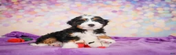 Mini Bernedoodle dogs for sale: Shadow - Ad 9