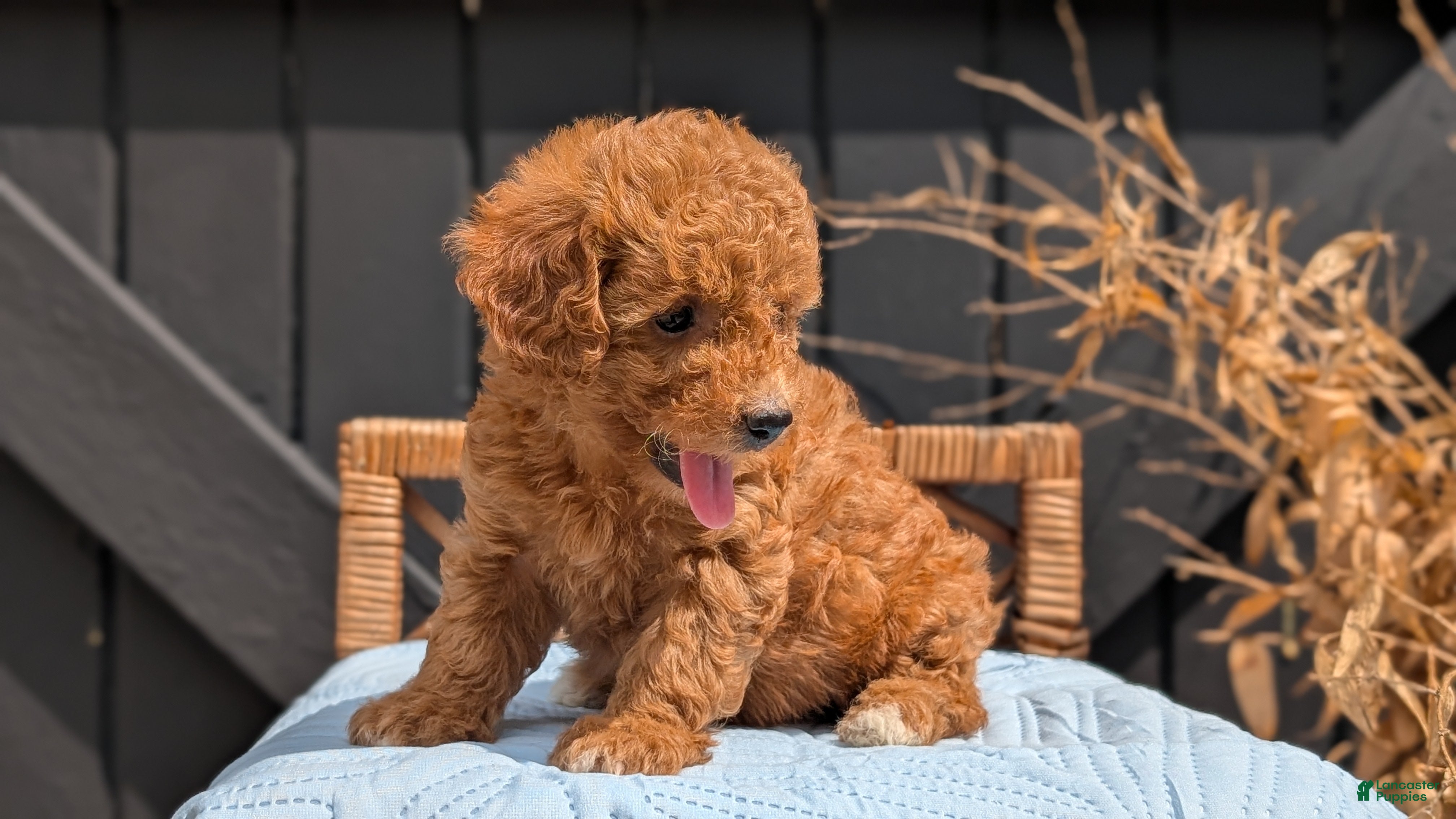 Havapoo dogs Macy - Ad 2