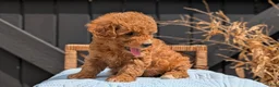 Havapoo dogs for sale: Macy - Ad 2