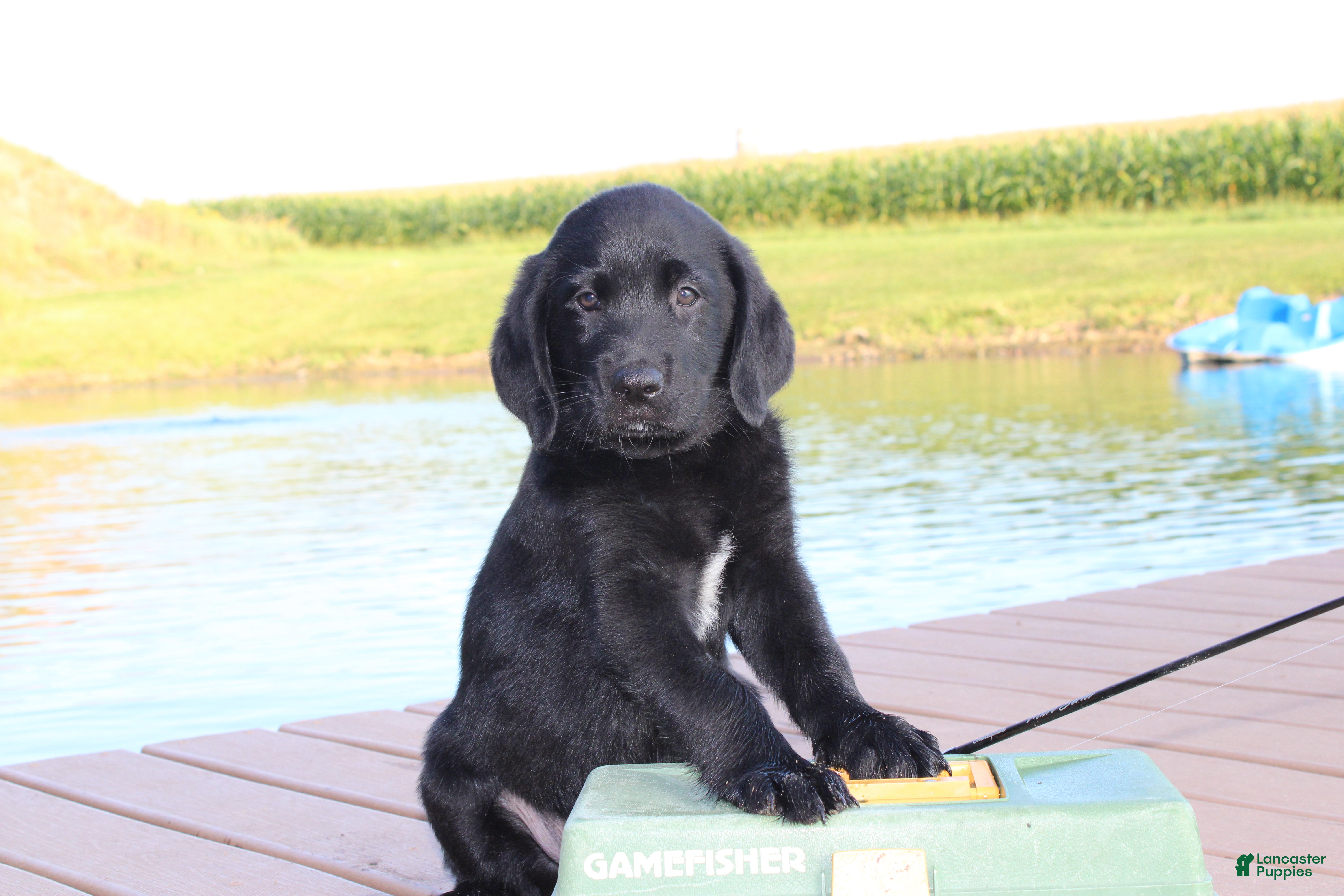 Labrador Retriever dogs Milo - Ad 1