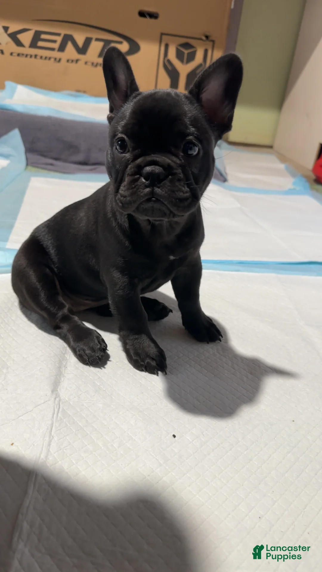 French Bulldog dogs for sale: French Bulldog Puppy 2 - Ad 3