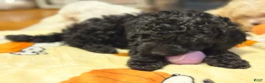 Ben