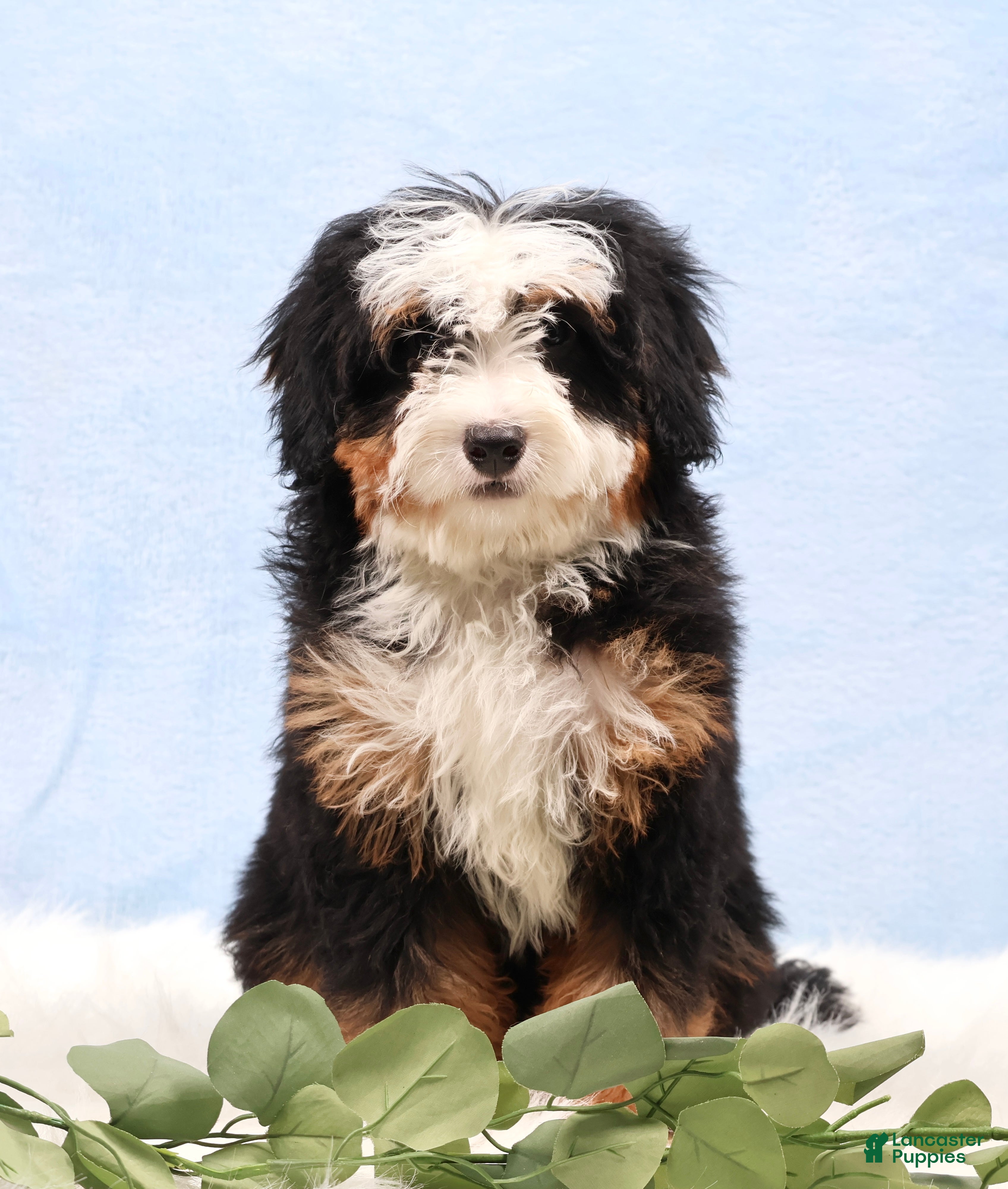 Mini Bernedoodle dogs Denver - Ad 1