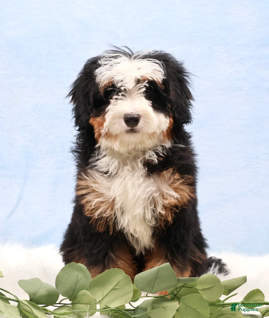 Mini Bernedoodle dogs for sale: Denver - Ad 1