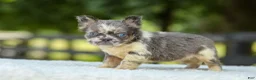 French Bulldog dogs for sale: Laura - Ad 8