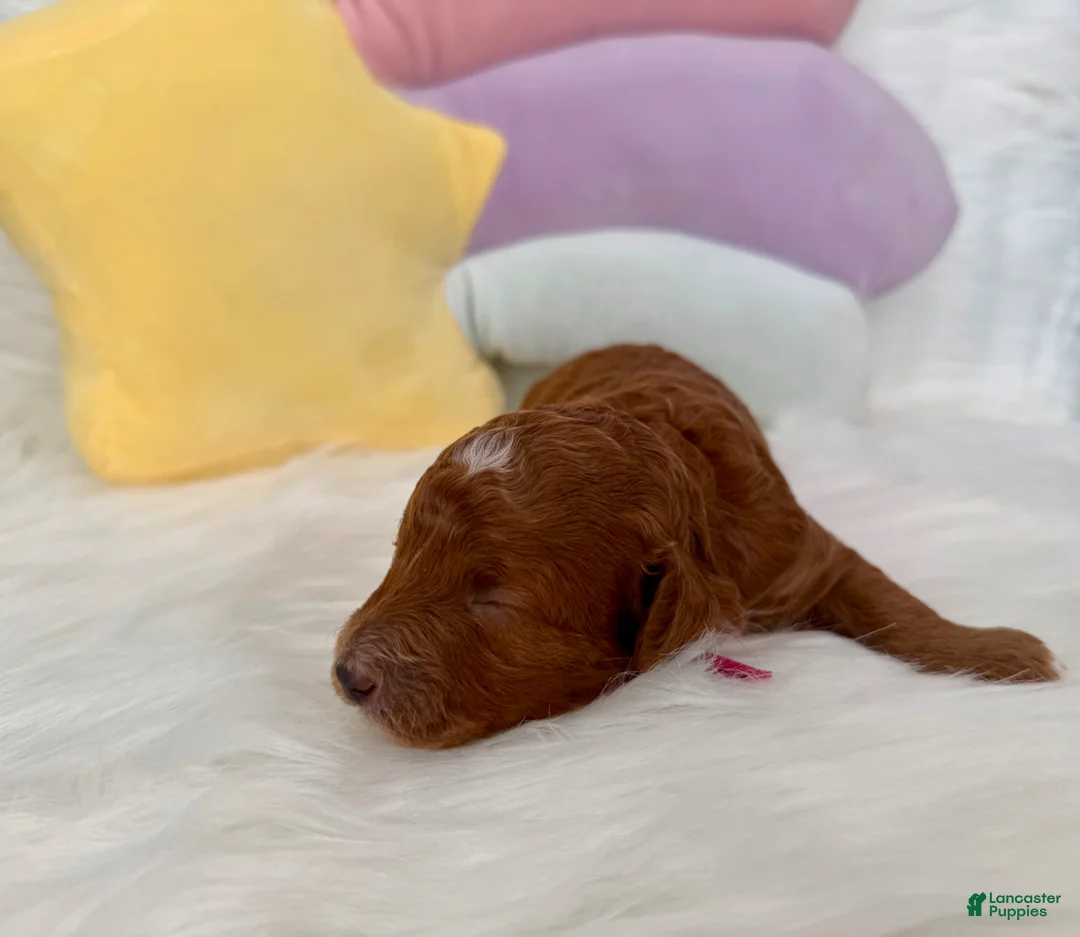 Mini Goldendoodle dogs for sale: Mini Goldendoodle Puppy 1 - Ad 1