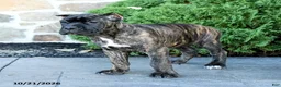 Cane Corso dogs for sale: Lyrica - Ad 5