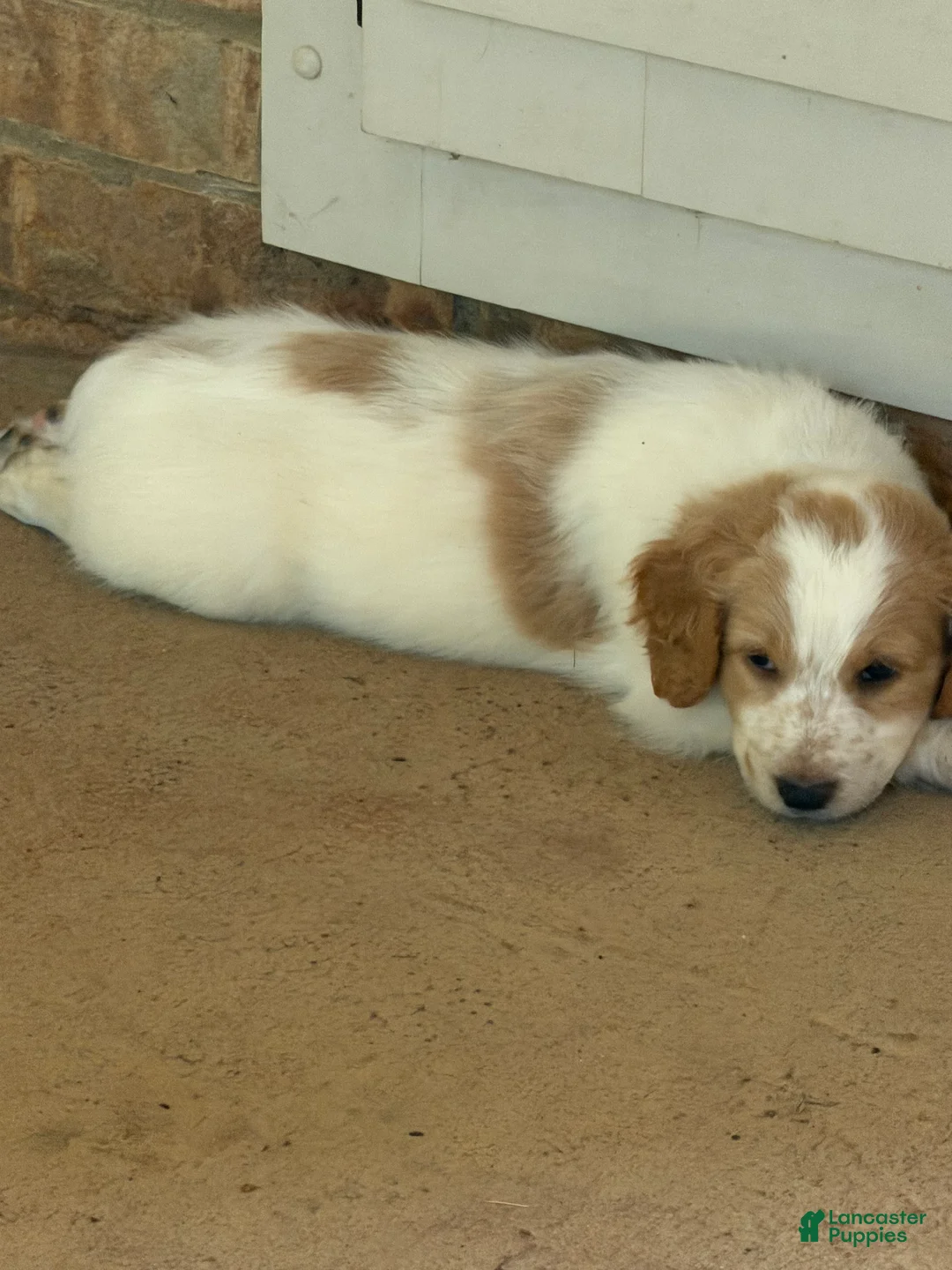 Aussiedoodle dogs for sale: Kobe - Ad 2