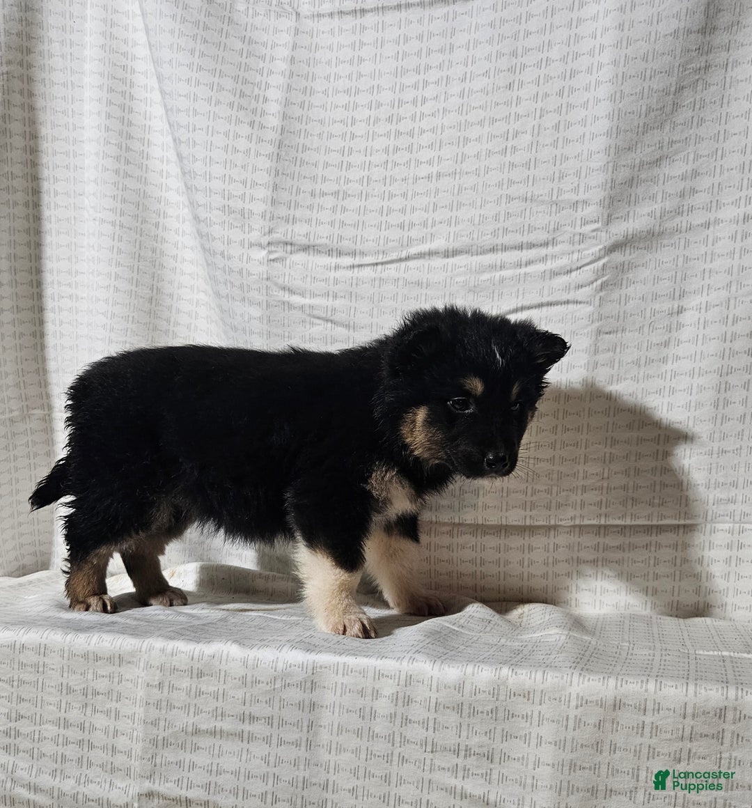 Mixed Breed dogs for sale: Charlie  - Ad 5