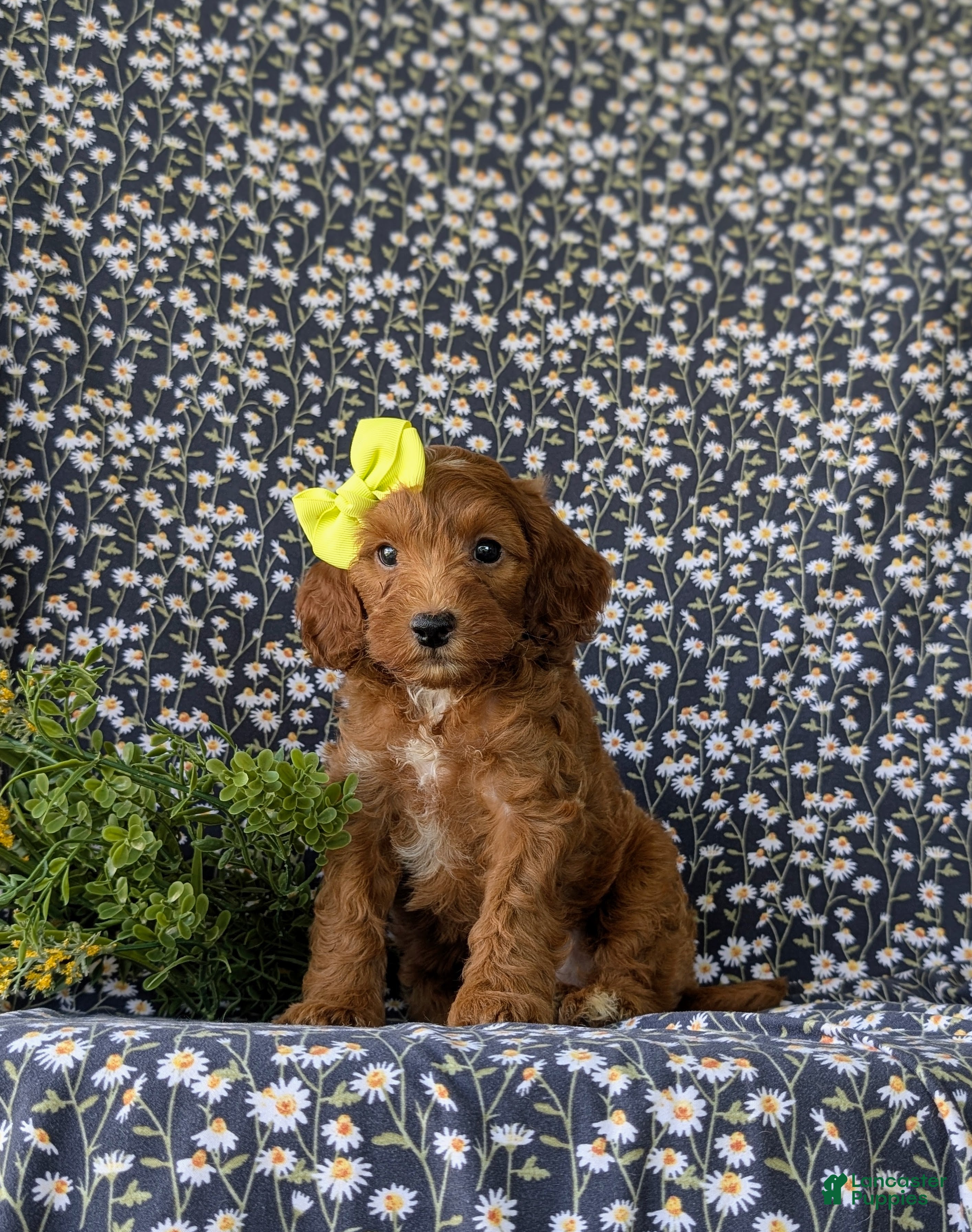 Cockapoo dogs Brie HYpoallergenic - Ad 1