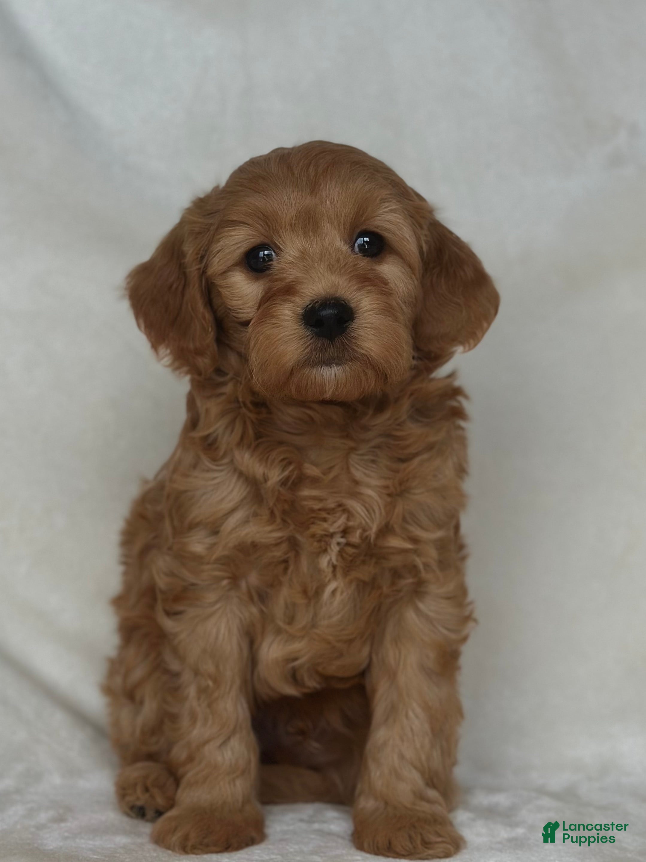 Mixed Breed dogs Dr Doofenshmirtz - Ad 13