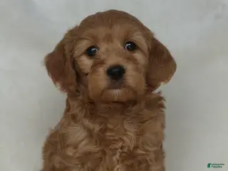 Mixed Breed dogs Dr Doofenshmirtz - Ad 12