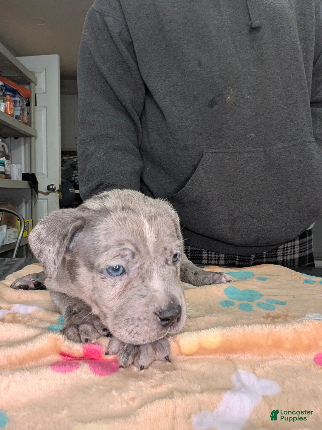 American Bully dogs for sale: XL American bully males - Ad 5